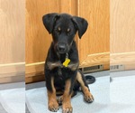 Small Collie Mix