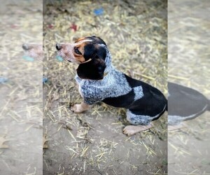 Mother of the Beagle puppies born on 02/24/2026