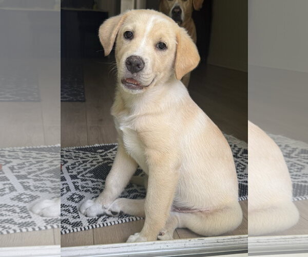 Medium Photo #1 Labrador Retriever-Unknown Mix Puppy For Sale in Royal Palm Beach, FL, USA