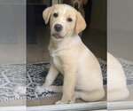 Small Labrador Retriever Mix
