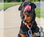 Small #15 Rottweiler Mix