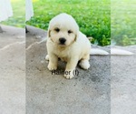 Puppy Rainier Great Pyrenees