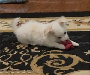 Chihuahua Puppy for Sale in FAYETTEVILLE, North Carolina USA