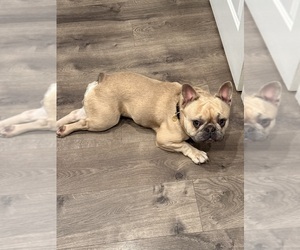 Father of the French Bulldog puppies born on 05/18/2026