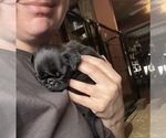 Small Photo #4 Pug Puppy For Sale in BLOOMINGTON, IL, USA