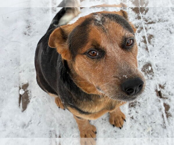 Medium Photo #1 Beagle-Unknown Mix Puppy For Sale in Minneapolis, MN, USA