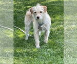Small #3 Mutt