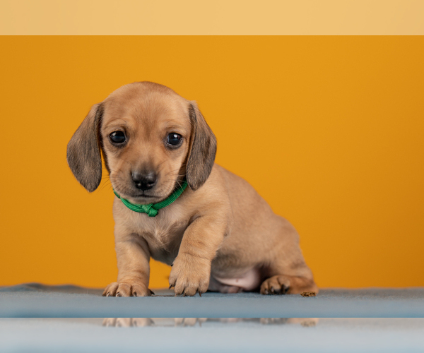Medium Photo #34 Dachshund Puppy For Sale in CROWLEY, TX, USA