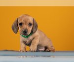 Small Photo #34 Dachshund Puppy For Sale in CROWLEY, TX, USA