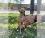 Small Photo #4 Italian Greyhound Puppy For Sale in SAINT GEORGE, UT, USA