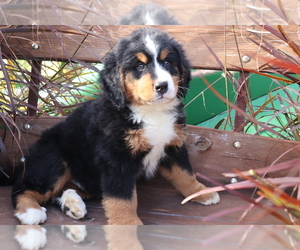 Bernese Mountain Dog Puppy for sale in SHILOH, OH, USA