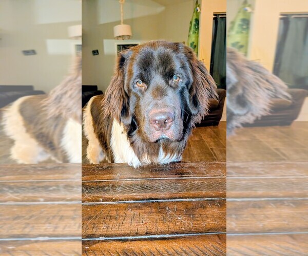 Medium Photo #10 Newfoundland Puppy For Sale in LAS VEGAS, NV, USA