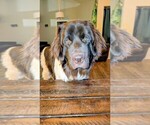 Small #9 Newfoundland