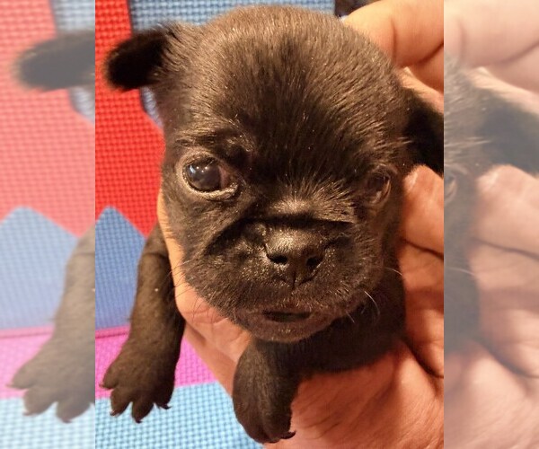 Medium Photo #5 Brussels Griffon Puppy For Sale in SPRING BRANCH, TX, USA