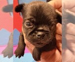 Small #4 Brussels Griffon