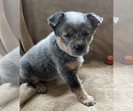 Small Photo #6 Australian Cattle Dog Puppy For Sale in MYRTLE BEACH, SC, USA