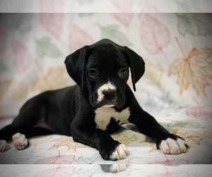 Boxer Puppy for sale in MILTON, FL, USA