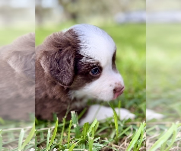 Medium Photo #25 Miniature Australian Shepherd Puppy For Sale in ANTHONY, FL, USA