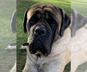 Father of the Mastiff puppies born on 01/03/2020