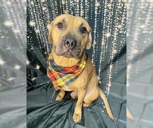 Mutt Dogs for adoption in Tulsa, OK, USA