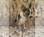 Small #5 Faux Frenchbo Bulldog