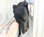 Small #1 Labrador Retriever Mix