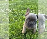 Small Photo #5 French Bulldog Puppy For Sale in WINDSOR, CT, USA