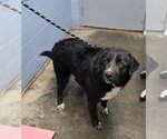 Small #2 Retriever  Mix