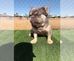 Small #20 French Bulldog