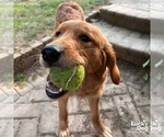 Small Golden Retriever Mix