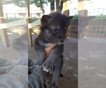 Small Photo #4 German Shepherd Dog-Wolf Hybrid Mix Puppy For Sale in DALTON, OH, USA