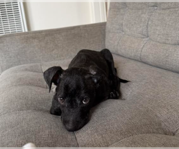 Medium Photo #3 Labrador Retriever-Staffordshire Bull Terrier Mix Puppy For Sale in San Diego, CA, USA