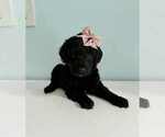 Puppy Jamine Aussiedoodle-Labradoodle Mix