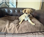 Small Photo #28 Carlin Pinscher Puppy For Sale in COBB, WI, USA