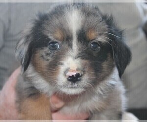 Miniature Australian Shepherd Puppy for sale in LEXINGTON, AL, USA