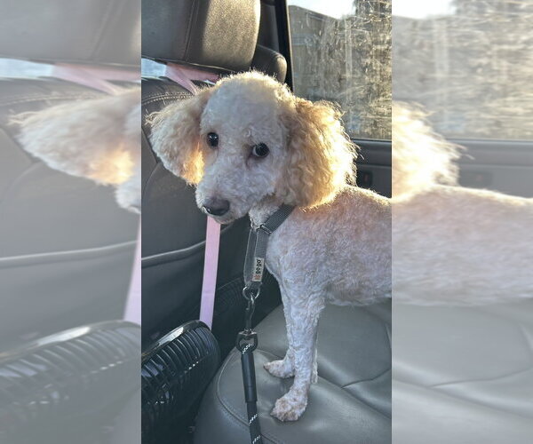Medium Photo #2 Poodle (Miniature) Puppy For Sale in San Diego , CA, USA