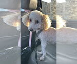 Small #1 Poodle (Miniature)