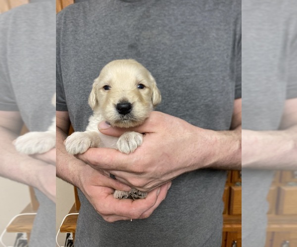 Medium Photo #6 Goldendoodle Puppy For Sale in WEAVERVILLE, NC, USA