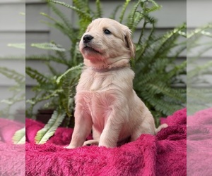 Medium Golden Retriever