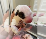 Small Photo #5 Miniature Bull Terrier Puppy For Sale in CORONA, CA, USA