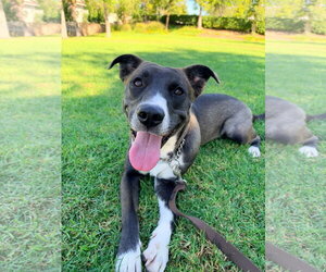 Selina - Female Labrador Retriever-Unknown Mix Dog for Adoption - Photo #6