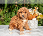 Puppy Ria Cavapoo