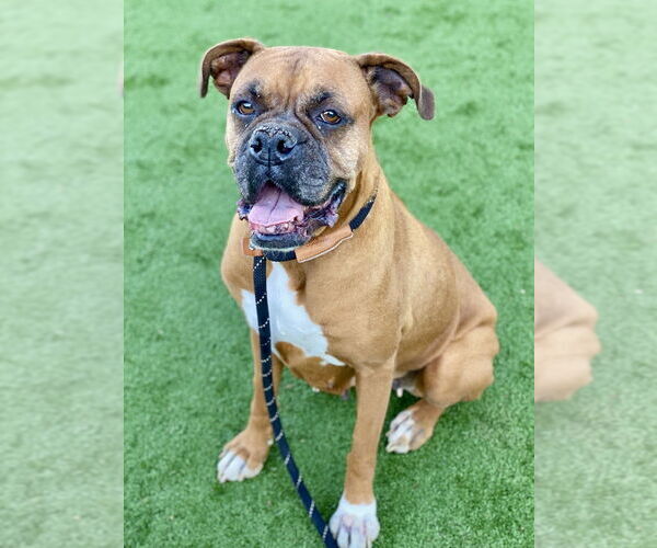 Medium Photo #1 Boxer Puppy For Sale in Austin, TX, USA