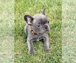 Puppy Cricket French Bulldog