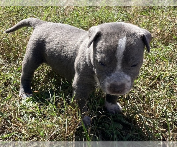 Medium Photo #4 American Bully Puppy For Sale in OCALA, FL, USA