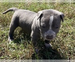 Small Photo #4 American Bully Puppy For Sale in OCALA, FL, USA