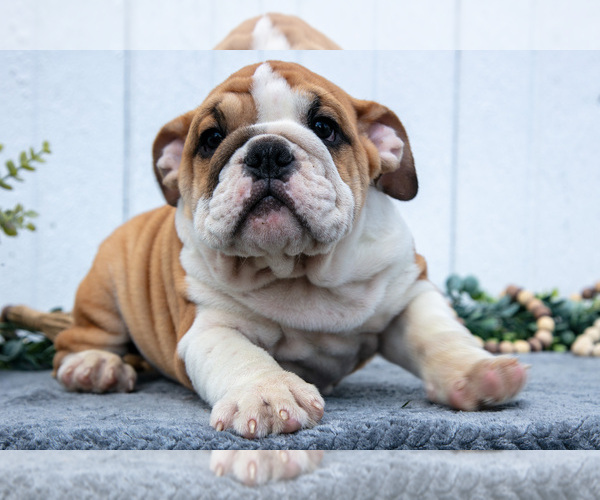Medium Photo #7 English Bulldog Puppy For Sale in MILLERSBURG, OH, USA
