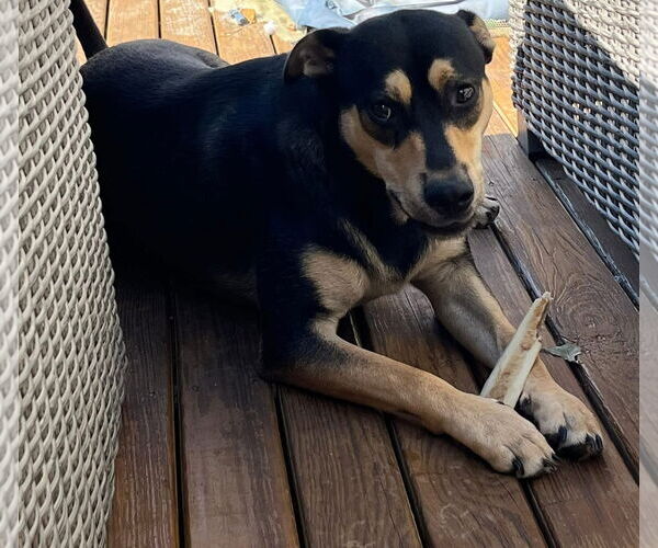 Medium Photo #4 Mutt Puppy For Sale in Germantown, OH, USA
