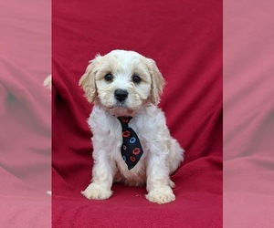 Cavachon Puppy for sale in AIRVILLE, PA, USA