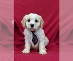 Small Photo #1 Cavachon Puppy For Sale in AIRVILLE, PA, USA
